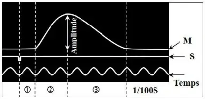 Rôle du muscle squelettique strié dans la conversion de l’énergie